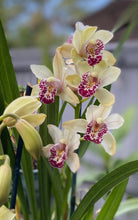 Load image into Gallery viewer, Cymbidium Orchids Flower Crown