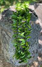 Load image into Gallery viewer, Double Maile Style Ti Leaf Lei